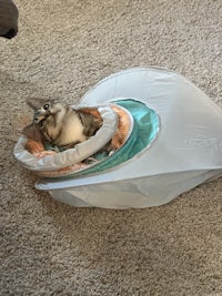 a cat laying in a plastic bag on the floor