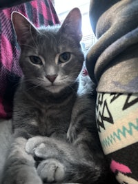 a gray cat laying under a blanket