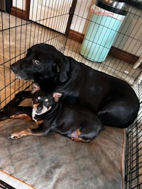two black dogs laying on top of a bed in a cage